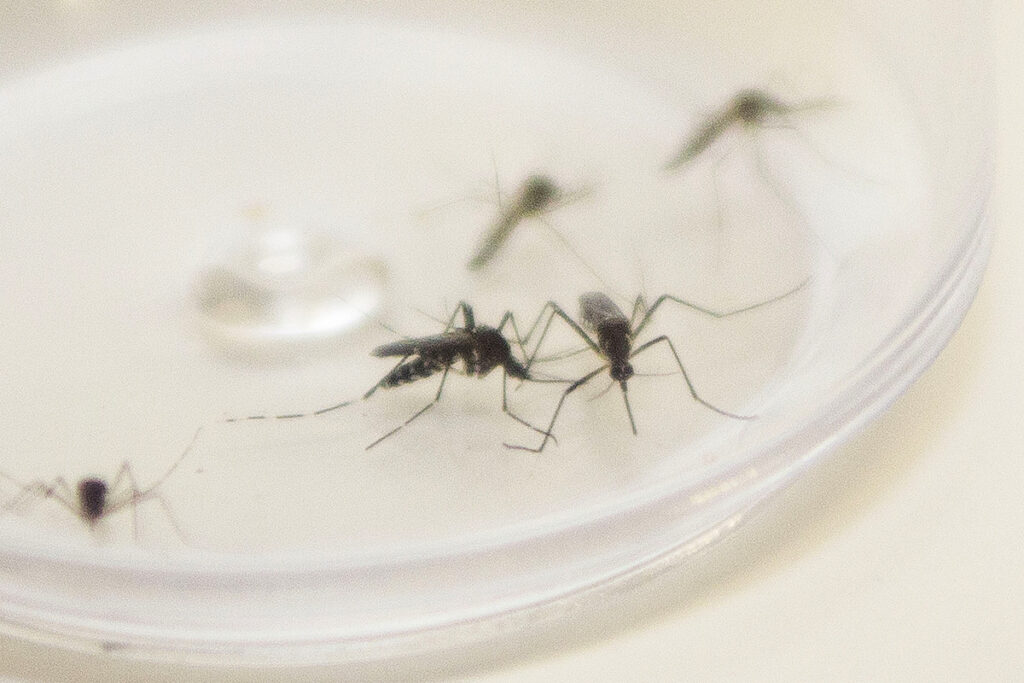 Secretaria da Saúde reforça alerta para cuidados contra a dengue e tira dúvidas sobre a doença